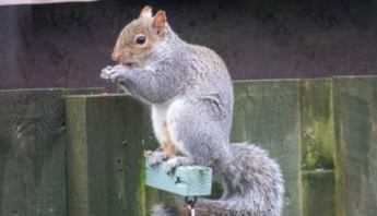 Stop Squirrel Intrusions