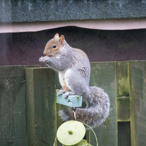 Stop Squirrel Intrusions