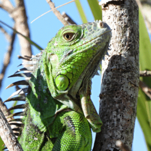 Tackle Iguana Problems