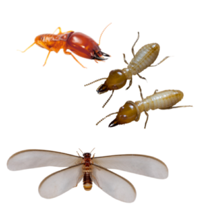 Broward's Termite Varieties