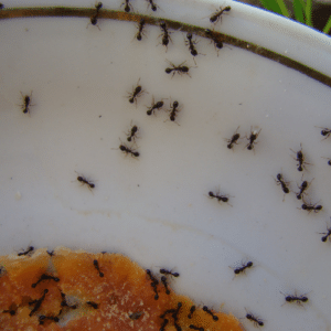 Control Strategies for Persistent Ants