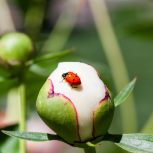 Create Bug-Friendly Gardens