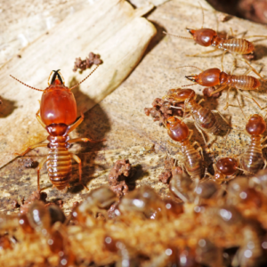 Defending Against Termites