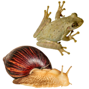 Frog and Snail Invasions