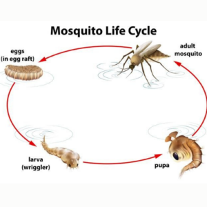 From Eggs to Adults