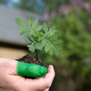 Green Thumb Defense