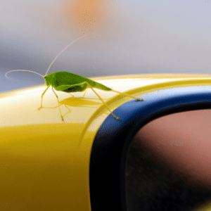 Hitchhiking Pests