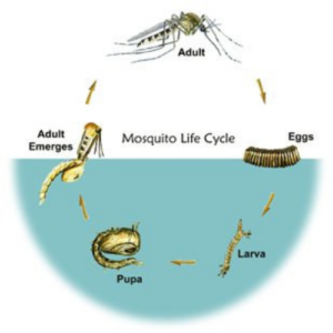 Mosquito Lifecycle Breakdown