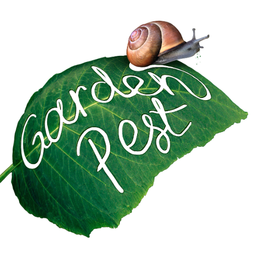 Natural Ways to Manage Garden Pests