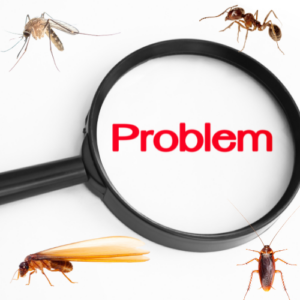 Pest Problems in Summer