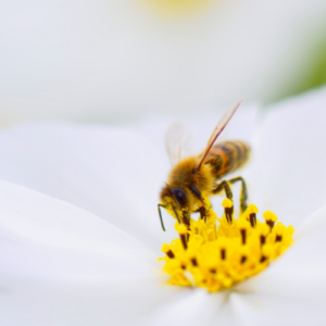 Preventing Bee Returns