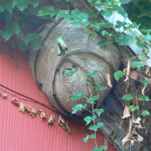 Respectful Bee Control