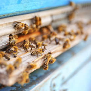 Signs of Bee Hive Trouble