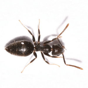 South Florida's Stubborn Ants