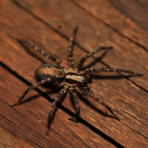 Spider Species and Risks