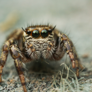 Spiders Spooky Yet Beneficial