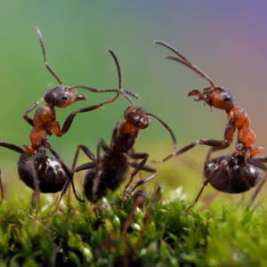 Tackling Aggressive Ants