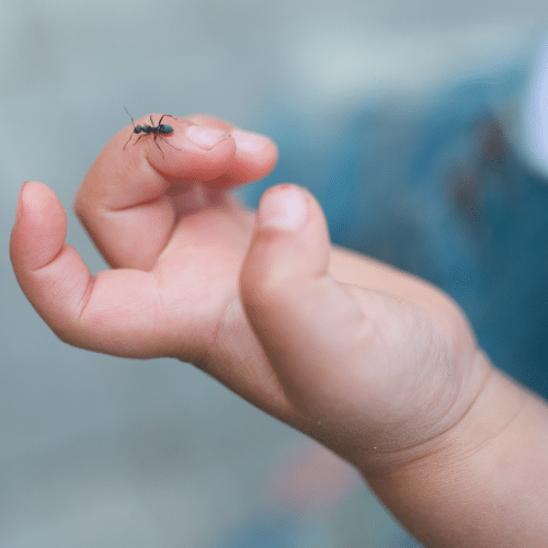 Taming Florida's Ant Invaders