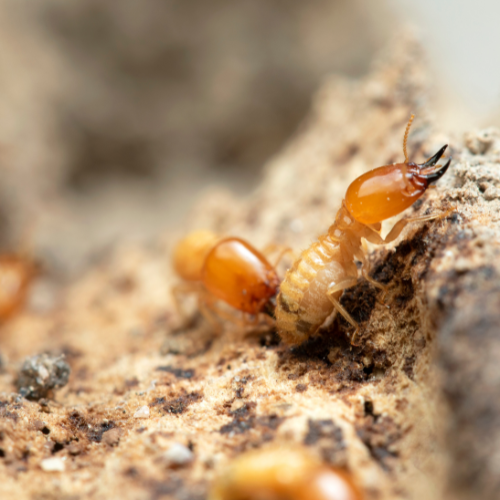 Termite Shield for Broward Homes