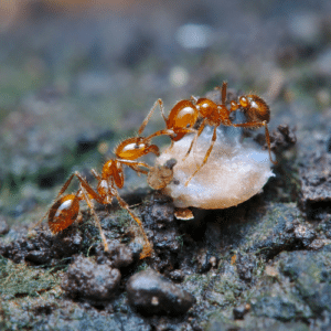 Understanding Local Ants