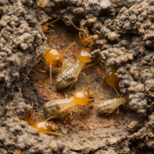 Understanding Termites’ Dual Role