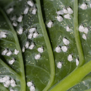 Beat Whiteflies and Gnats