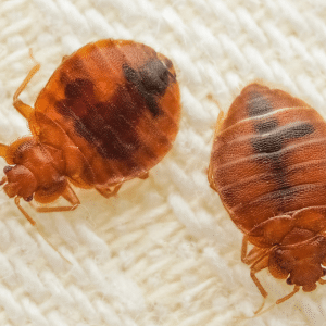 Bed Bug Control