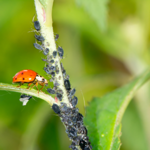 Biological Control Methods