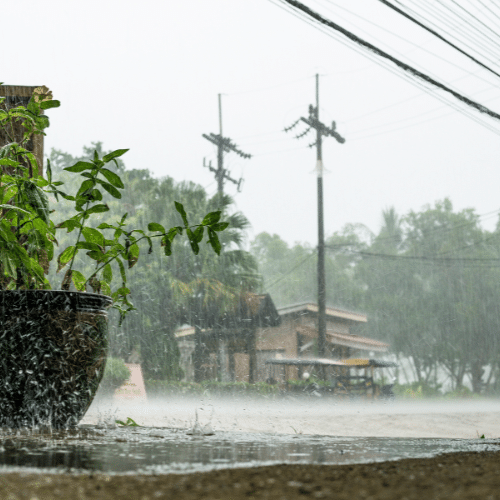 Extreme Weather Pest Solutions