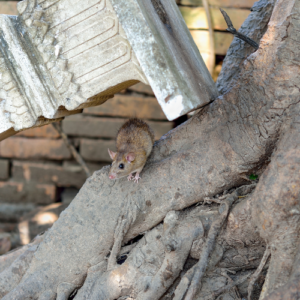 Handling Rat Problems Effectively