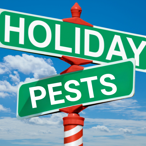 Hidden Pests During the Holidays