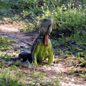 Iguana Control