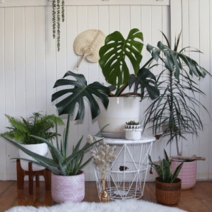 Managing Pests in Houseplants