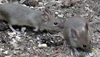 Managing Rat Infestations Safely