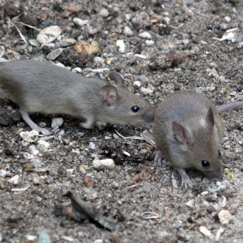 Managing Rat Infestations Safely