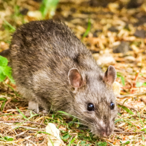 Outdoor Rat Control Tips