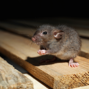 _Preventing Rat Infestations