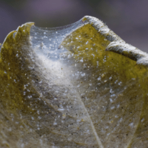 Spider Mite and Mealybug Fixes