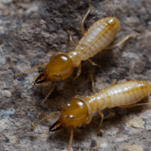 Termite Control