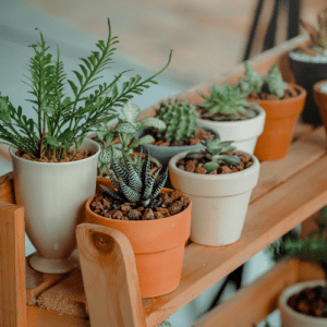 The Dual Role of Indoor Plants