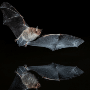 Bats and Spiders After Dark