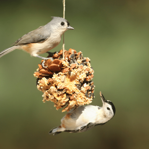 Birds Only Pests Stay Away