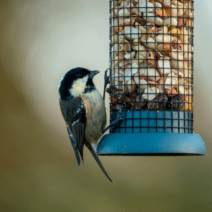 Enjoy Bird Feeders Without Pests