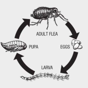 Fleas Hitching a Ride Indoors