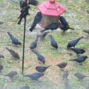 Ladybugs and Birds for Pest Control