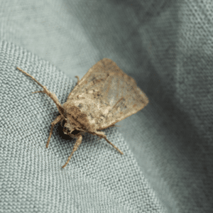 Moth Larvae Hidden Closet Threat