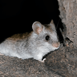 Nocturnal Pests Invading Your Space