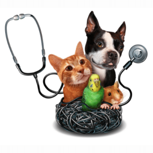 Regular Pet Care for Flea Control