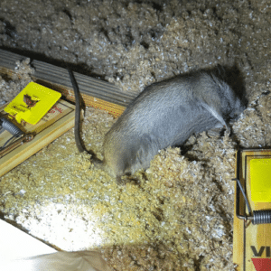 Rodent and Insect Attic Threats