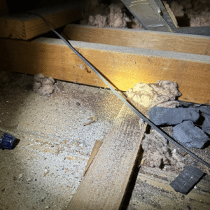 Spot and Prevent Attic Pests